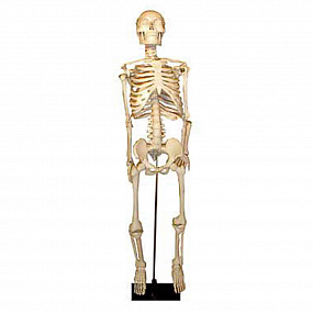 Скелет человека на штативе (85см)