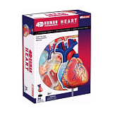Модель "Анатомия человека" (П) (26052, Сердце)