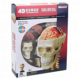 Модель "Анатомия человека" (П) (26053, Мозг)