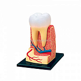 Модель "Анатомия человека" (П) (26061, Зуб)