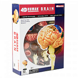 Модель "Анатомия человека" (П) (26056, Мозг)