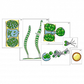 Модель-аппл."Размножение многоклеточной водоросли"