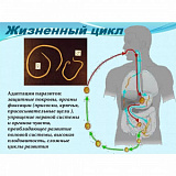 Модель-аппл."Цикл развития аскариды"