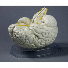 Модель "Мозг в разрезе"
